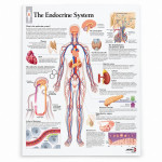 Endocrine System Chart